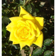 Yellow Rose Seed image