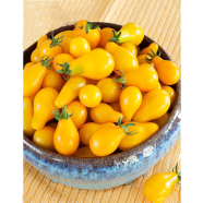 Yelow Kolos Tamato Seed image