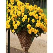 Yelow Pansy Seed image