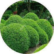 Zhou Tree Seeds - 100 Pcs image