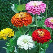 Zinnia Flower California 20 Pcs Seeds image