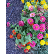 Zinnia Mixed Seed image