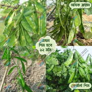  Kerala King Shim Seeds 10pcs Seeds Re-Pack image
