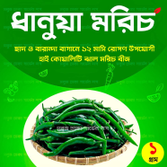 ধানুয়া মরিচ ১ গ্রাম