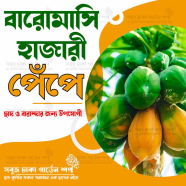 পেঁপে বারমাসী 