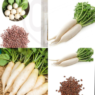 White Radish Seeds 0.1 Gm image