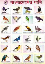 Bangladesher Pakhi image