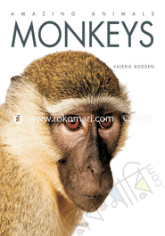 Monkeys image