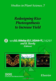 Redesigning Rice Photosysthesis to Increase Yield image