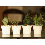 Brikkho Hat Semi indoor- 36 (Snake Green, Spider, Cactus, Jade) image