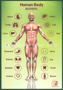 3D Book Magic World Human Body