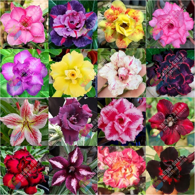 16 Color Double Petal Adenium Bonsai Seeds image