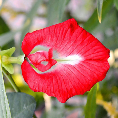 4 Color Mix Exclusive Oporajita Flower Seeds 5 Pcs Slide 5