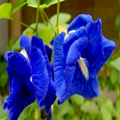 4 Color Mix Exclusive Oporajita Flower Seeds 5 Pcs Slide 2