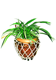 Wall Mount Round Tob Plant (PC-7221) image