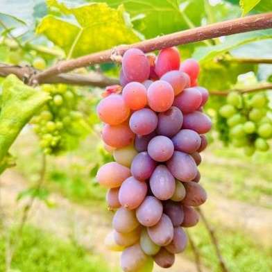 Agro Grape Seeds For Garden Planting - 10 Pcs image