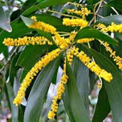 Akashmani Tree - 50 Pcs Seeds image