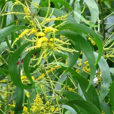 All Season Akashmani Tree Seeds -30 Pcs image