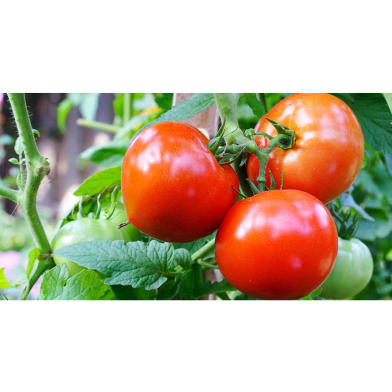 All Season BARI-11 Tomato Seeds Re-Pack image