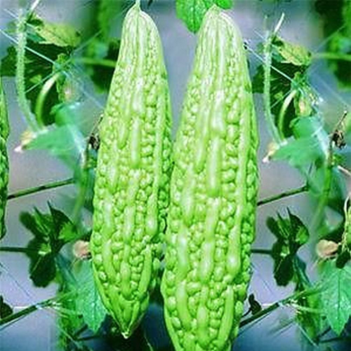 All Season Balsom / Bitter Seeds - 10 Pcs image