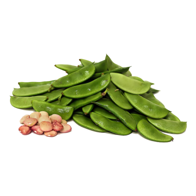 All Season Bean Seeds - 10 Pcs image