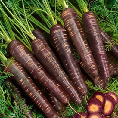 All Season Black Carrot Seeds - 50 Pcs image