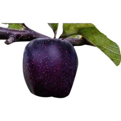 All Season Black Diamond Apple Seeds - 10 Pcs image