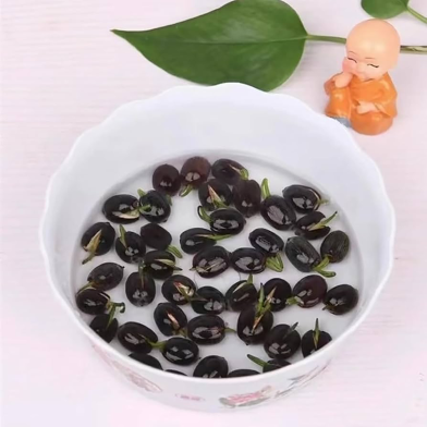 All Season Bonsai Bowel Lotus Flowers Seeds image
