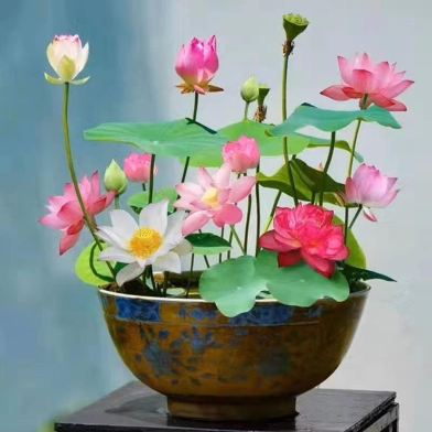 All Season Bowl Mixed Lotus Seeds - 5 image