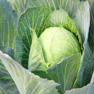 All Season Cabbage Seeds - 10 Pcs image