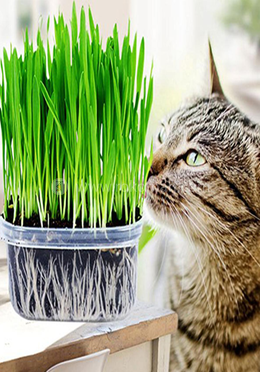 All Season Cat Grass Foliage Plant Bonsai Seeds - 1000 Pcs image