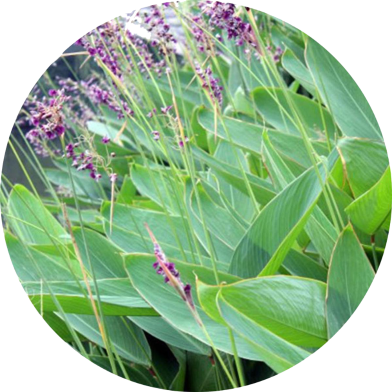 All Season Dealbata Flower Seeds - 20 Pcs image