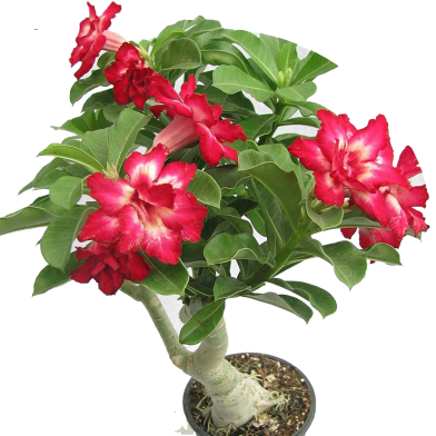 All Season Desert Rose Flower Bonsai Seeds - 5 Pcs image