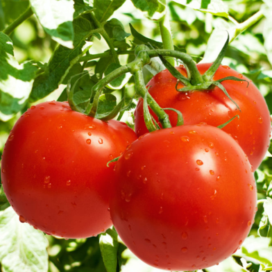 All Season Deshi Tomato Intact Pack image