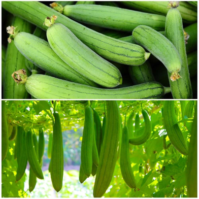 All Season Dhundol Seed Intact Pack image