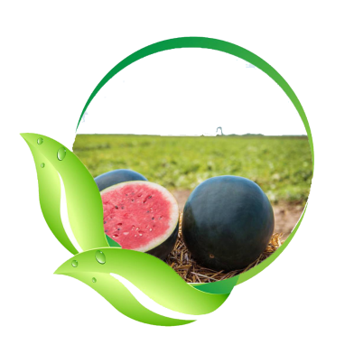 All Season Dwarf Mini Sweet Melon Seeds - 5 Pcs image