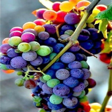 All Season Fresh Long Sweet Miniature Grape Seeds - 20 Pcs image