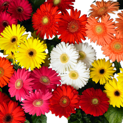 All Season Global Gerbera Daisy Flower Seeds -10 Pcs image