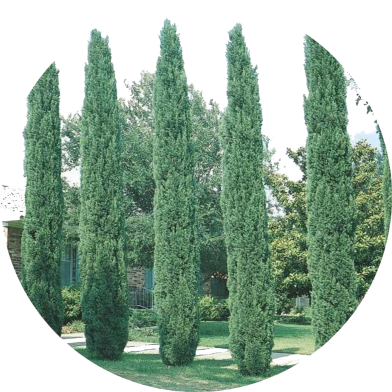 All Season Green Cypress Tree Seeds - 10 Pcs image