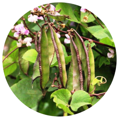 All Season Hybrid Bean -20 Pcs Seeds image