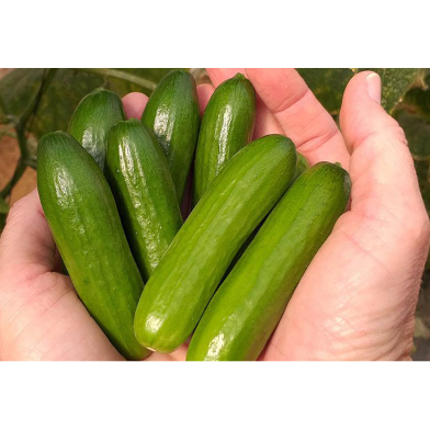 All Season Hybrid Cucumber Seed-30Pcs image