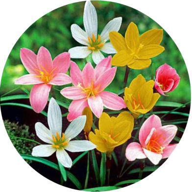 All Season Mixed Zephyranthes Lily Flower Bonsai - 10 Pcs Seeds image