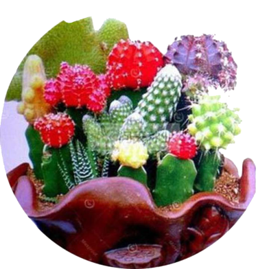 All Season Mixture Of Cactus Seeds - 10 Pcs image