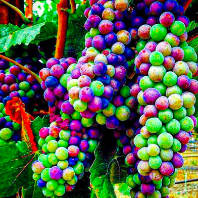 All Season Multi Colour Grape - 20 Pcs Seeds image