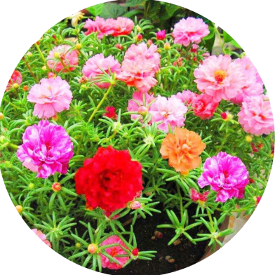 All Season Portulaca Flower Seeds - 50 Pcs image
