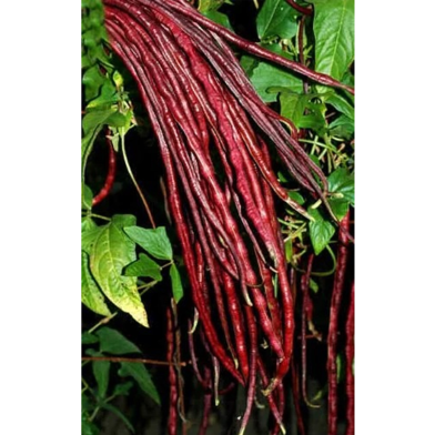 All Season Red Long Bean Seeds - 30 Pcs image