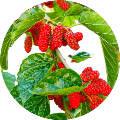 All Season Red Mulberry Seeds - 20 Pcs image