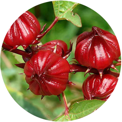 All Season Roselle Chinese Herb Plant Seeds - 5 Pcs image