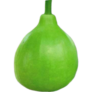 All Season Round Gourd/Lau Seeds - 10 Pcs image