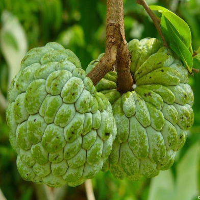 All Season Suger Free Sharifa Seeds - 10 Pcs image